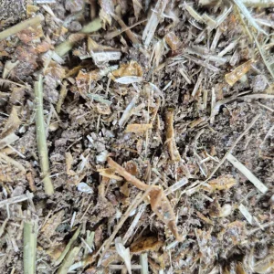 TMR silage